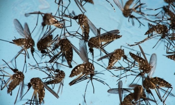 Bình Dương công bố dịch bệnh do vi rút Zika gây ra
